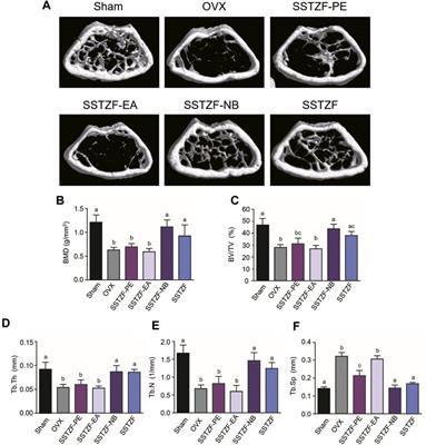 Fractions of Shen-Sui-Tong-Zhi Formula Enhance Osteogenesis Via Activation of β-Catenin Signaling in Growth Plate Chondrocytes